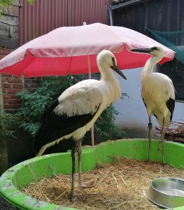 Sally und Leander kurz nach Ankunft in der Storchenstation Wabern