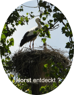 Horstbau von Störchen in einem großen Baum