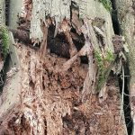 druchgefaulter Stamm