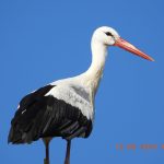 ein schöner Storch