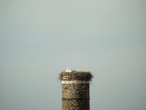 ziegenhain-schafhof2013-06-30