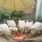 5 Jungstörche sitzen in alle um den "Mittagstisch" in der Storchenstation Wabern