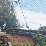 5 Störche in Wabern ausgewildert, sie stammen aus Vollmarshausen, der Altstorch wurde Stromopfer