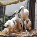 5 Vollmarshäuser Störche in Station in Wabern