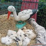die Storchenküken aus Vollmarshausen in der Storchenstation Wabern