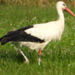 DEW 4X126 Brutstorch vom Horst Loshausen 1 in den Schwalmwiesen bei Loshausen