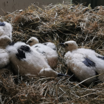 die 5 Jungstörche sind jetzt 21 bis 28 Tage jung, alle in der Storchenstation Wabern geschlüpft