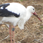 Weißstorch mit ELSA Ring der Vogelwarte Radolfzell im Oktober an der Sandgrube Wabern Uttershsn.