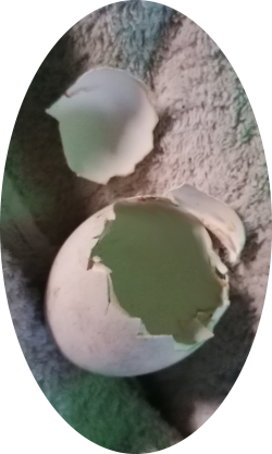 Storchenei Schale nach dem Schlupf