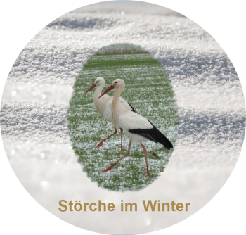 Störche im Winter