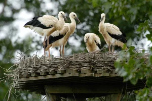 4 fast flügge Jungstörche im Nest