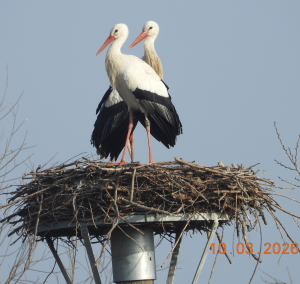Storchenpaar Felsberg Rhünda 2026